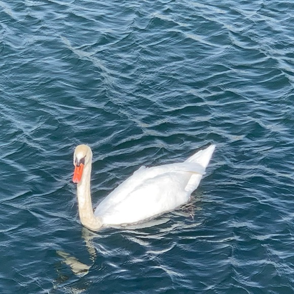 Meet your Posher, Andy - Picture 1 of 1